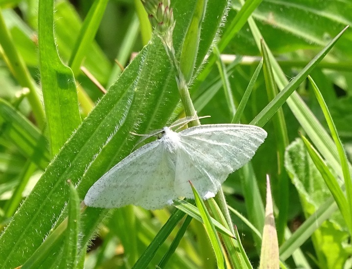 Witte grijsbandspanner.
