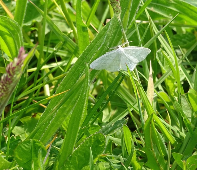 Witte grijsbandspanner.