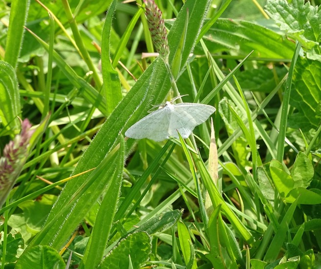 Witte grijsbandspanner.