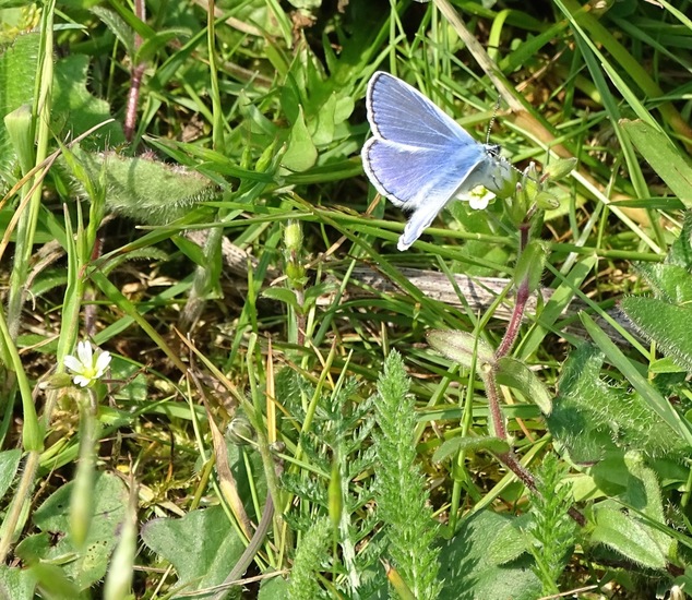 Icarusblauwtje.