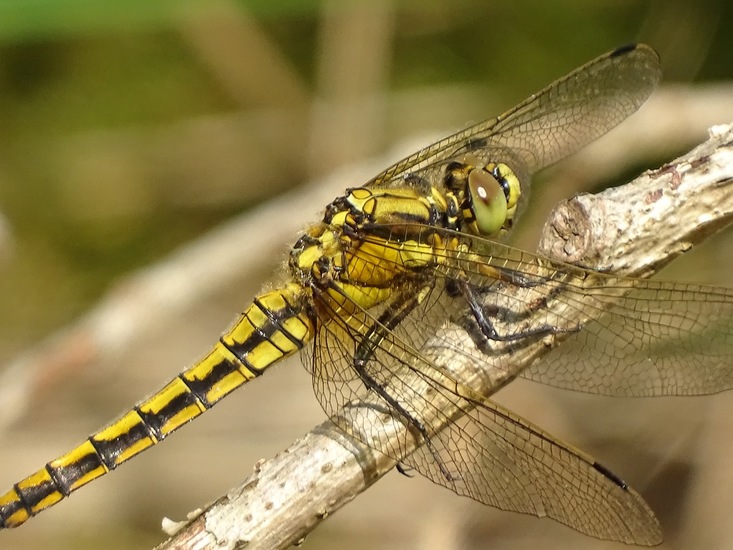 Vrouw gewone Oeverlibel.