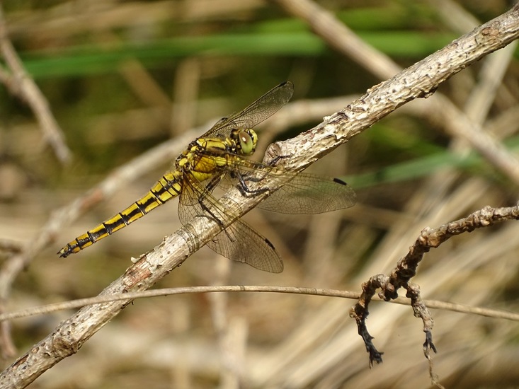 Vrouw gewone Oeverlibel.