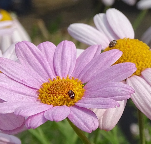 Museum of Tapijtkever.