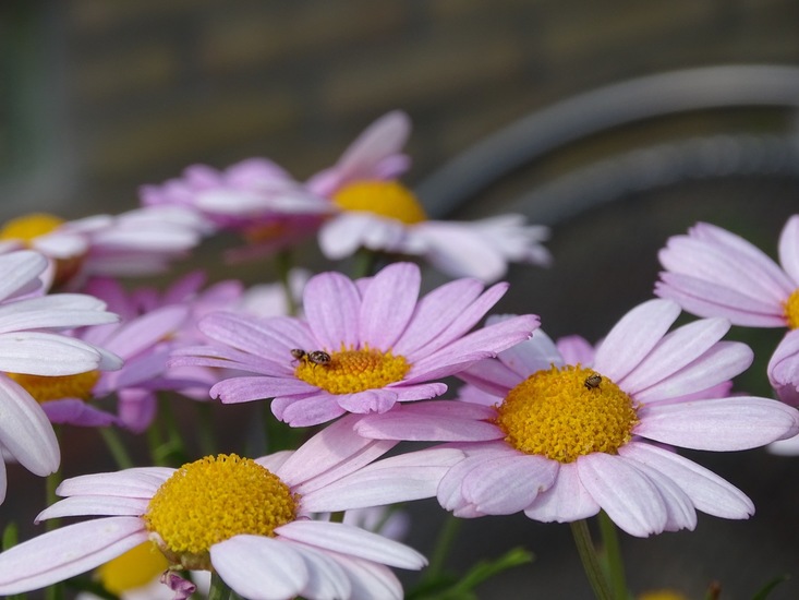 Museum of Tapijtkever.