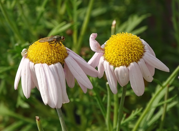 Vlieg en Cameleon spinnetje.