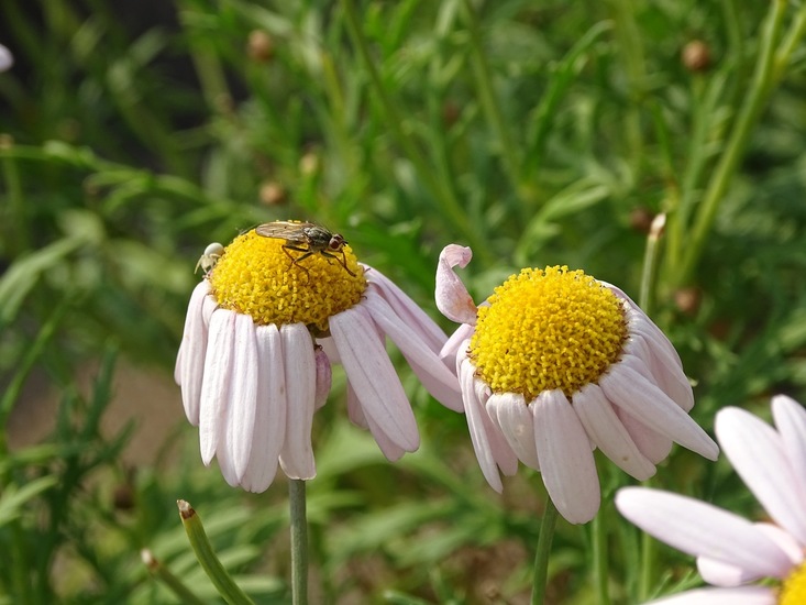 Vlieg en Cameleon spinnetje.