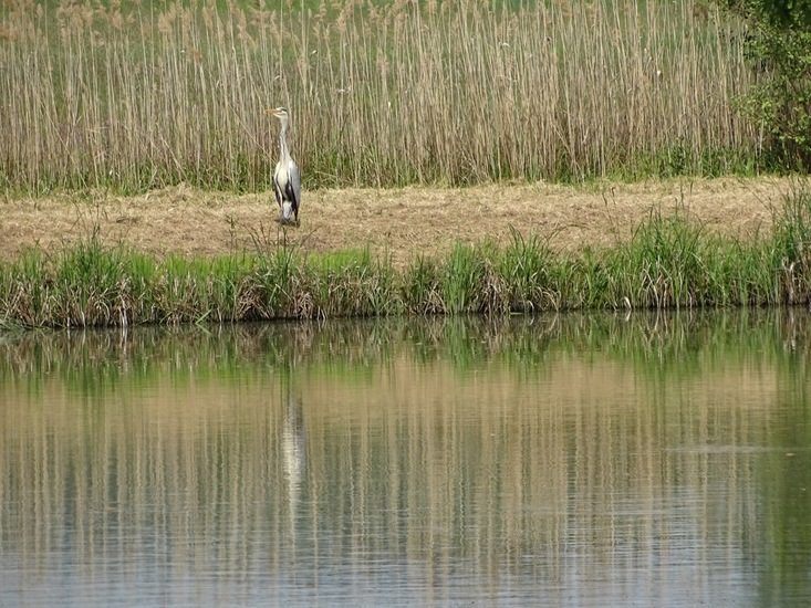 Reiger.