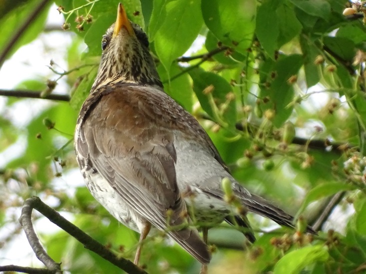 Schlobpark, Schlösselfeld..