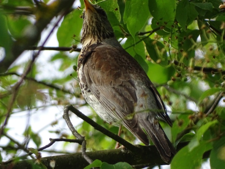 Schlobpark, Schlösselfeld..