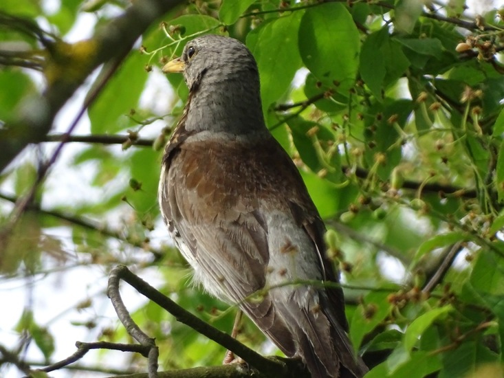 Schlobpark, Schlösselfeld..