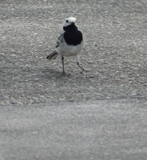 Schlobpark, Schlösselfeld.