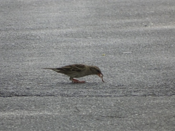 Schlobpark, Schlösselfeld..