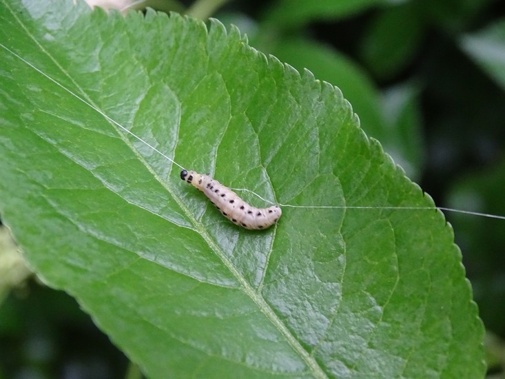 Rups van de Stippelmot.