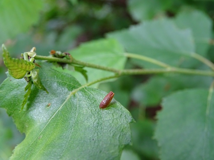 Bruingrijze Kokermot.
