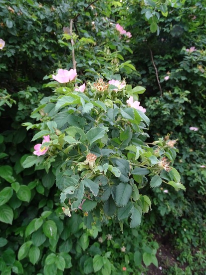 UItgebloeide bloemen.