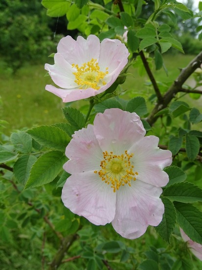 Gemanipuleerde Duinroos.