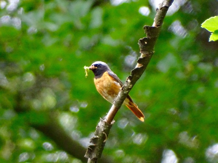 Gekraagde Roodstaart.