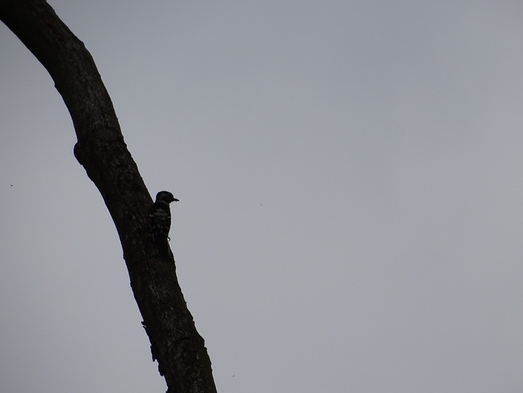 Kleine bonte specht.