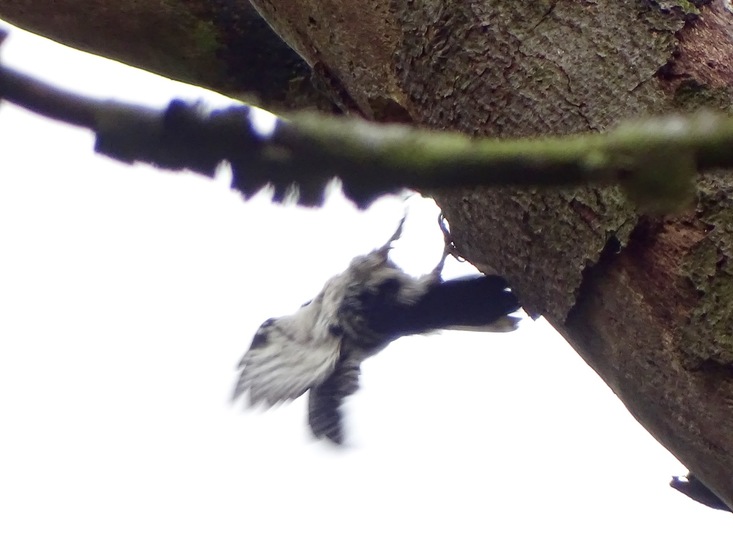 Kleine bonte specht.