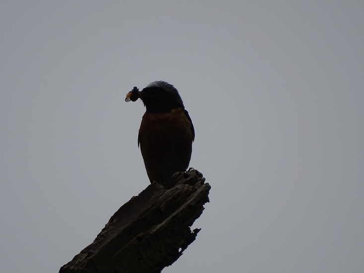 Gekraagde Roodstaart.