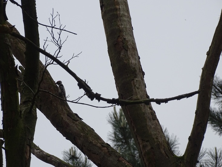 Kleine bonte specht.