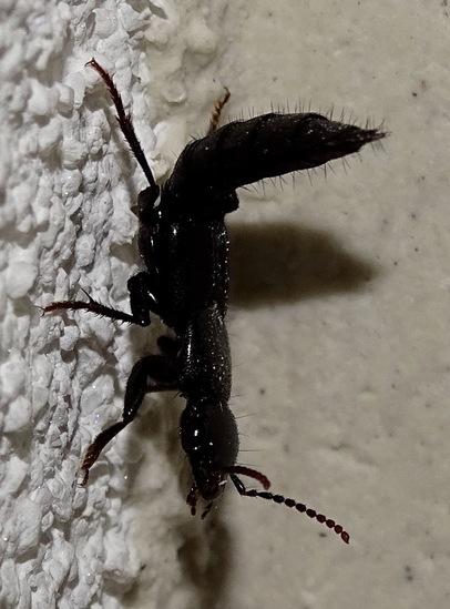 Stinkende Kortschildkever.