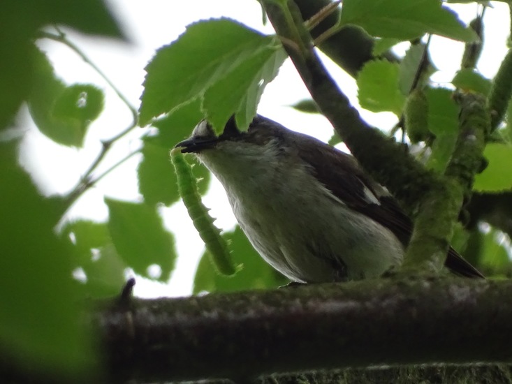 Bonte Vliegenvanger.