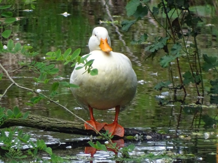 Expositie Baarle Nassau.