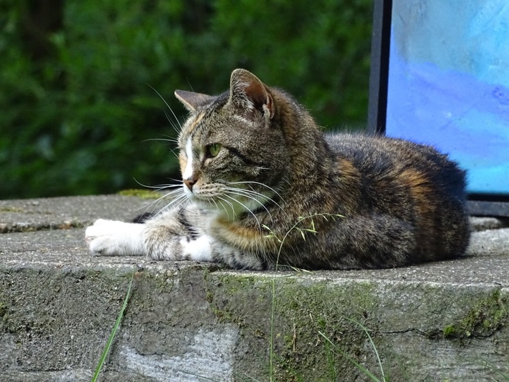 Expositie Baarle Nassau.