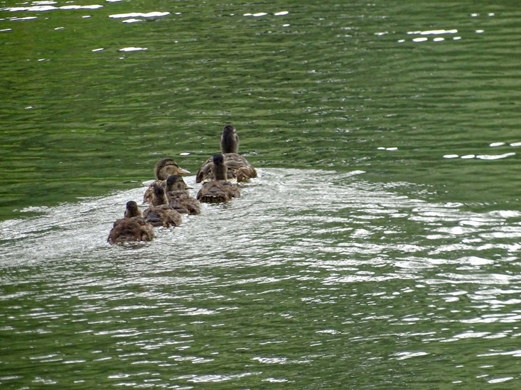 Allemaal op een rijtje.