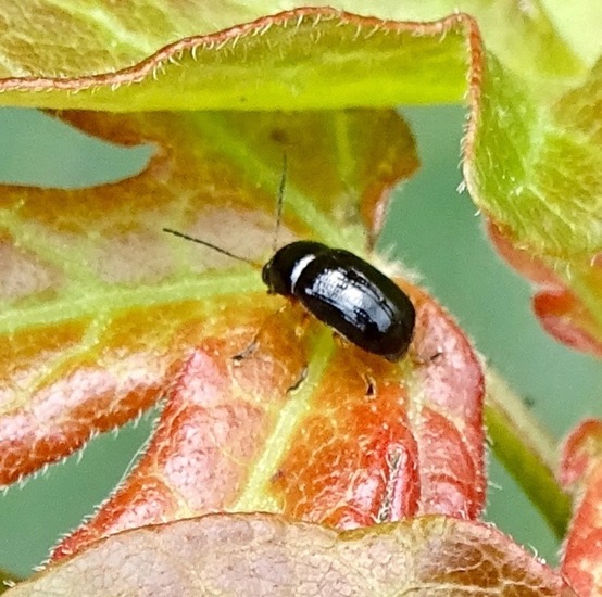 Crypocephalus nitidus.