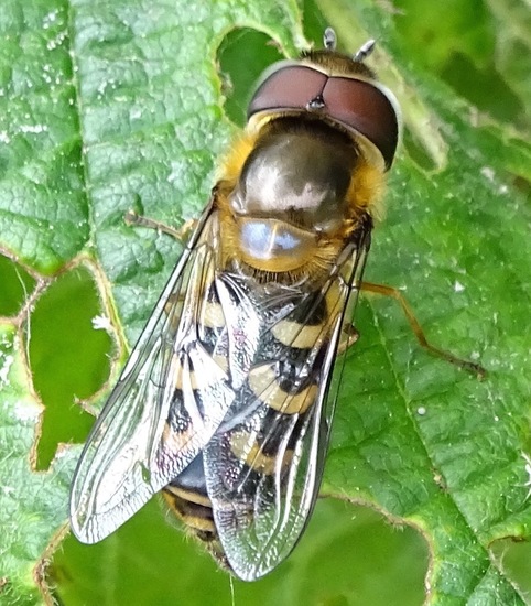 Gewoon omdat het mooi is.