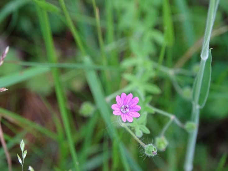 Omgeving Klein Vink.