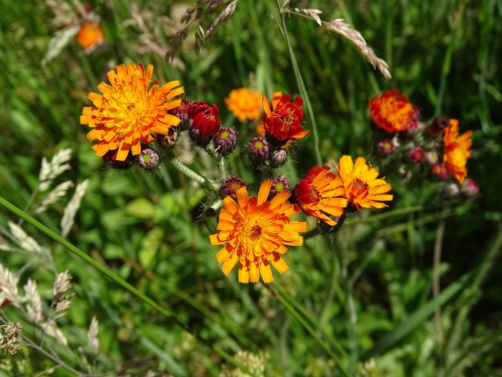 Omgeving Klein Vink.