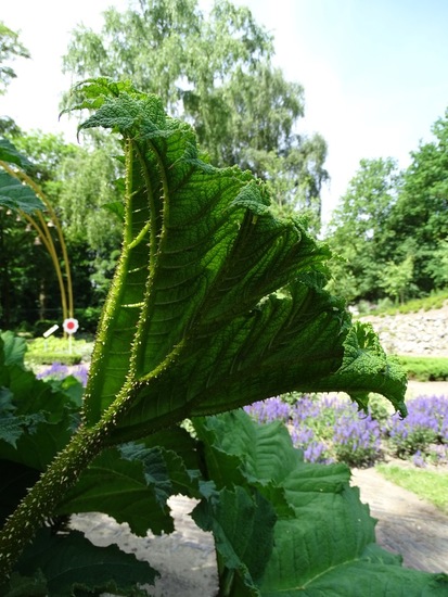 Gunnera.