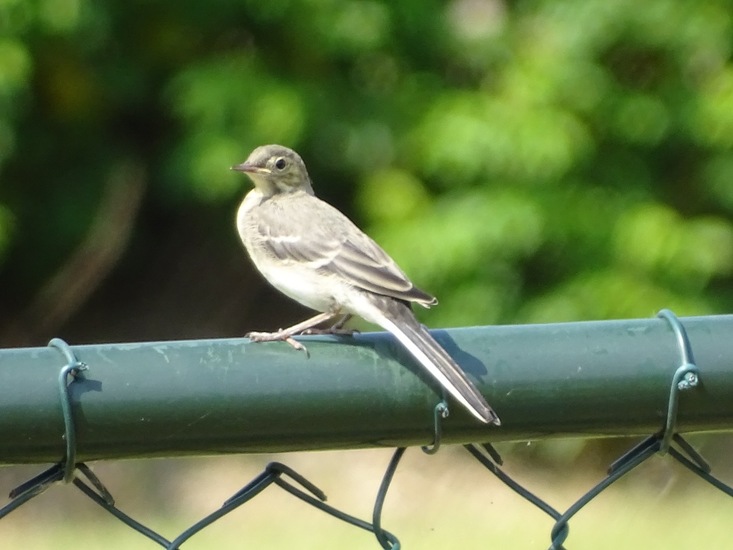 Jonge witte kwikstaart.
