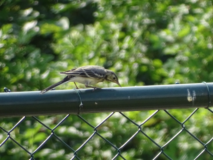 Jonge witte kwikstaart.