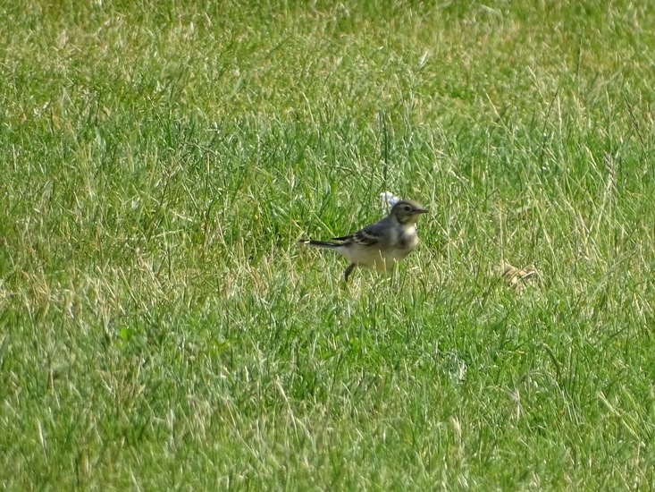 Jonge witte kwikstaart.
