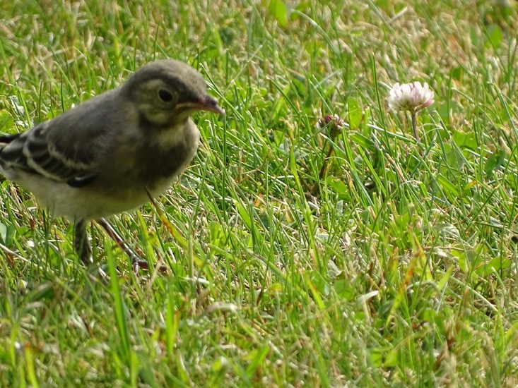 Jonge witte kwikstaart.