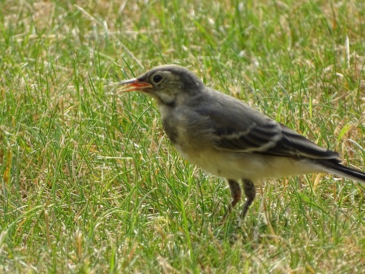 Jonge witte kwikstaart.