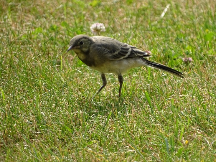 Jonge witte kwikstaart.