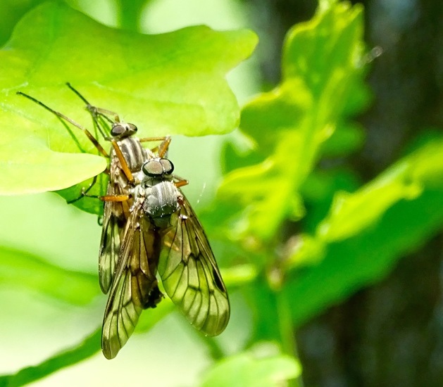 Zorg voor nageslacht.