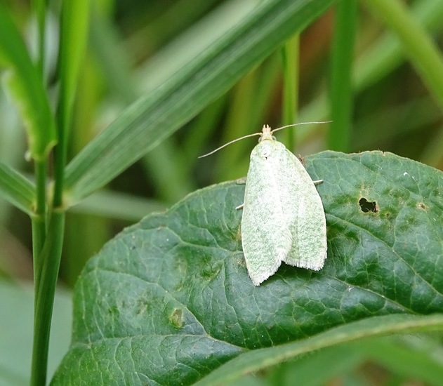Groene Eikenbladroller.