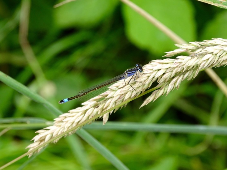 De Brand, 16-6-2016.