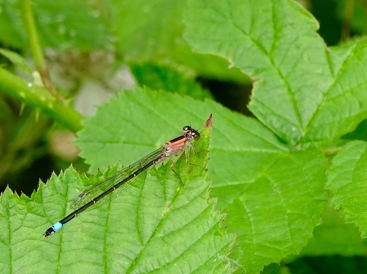 De Brand, 16-6-2016.