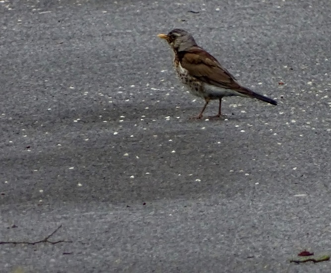 Schlobpark, Schlösselfeld..