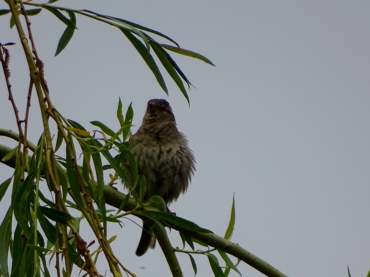 Schlobpark, Schlösselfeld..