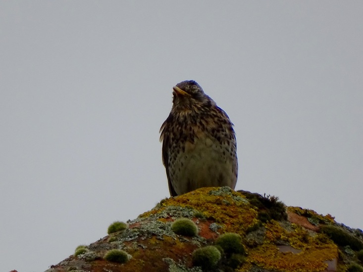 Schlobpark, Schlösselfeld..