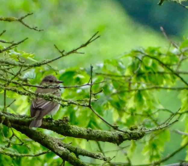 Schlobpark, Schlösselfeld..