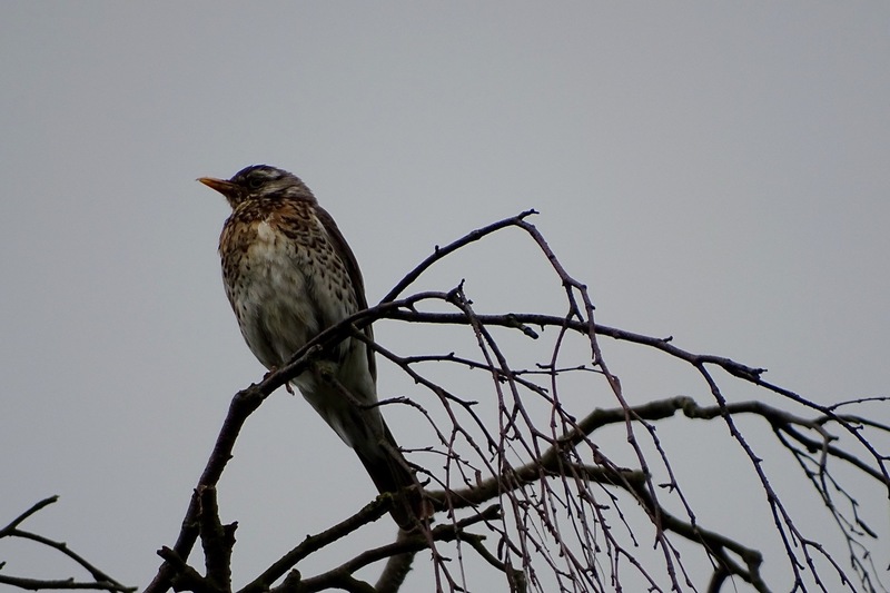 Schlobpark, Schlösselfeld..
